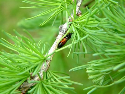 Larch-sawfly-Alaska-2 photo