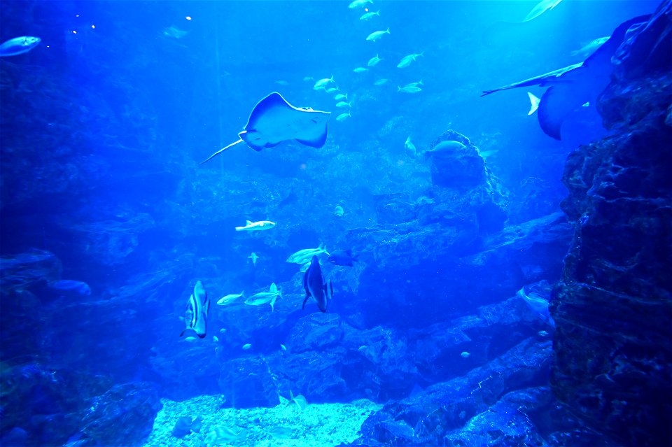 京都水族館 / Kyoto Aquarium