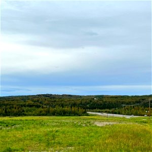 Heavily-defoliated-birch-by-birch-leafminers-cause-premature-leaf-browning-Alaska