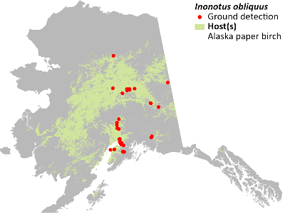 Inonotus-obliquus-detection-map-2022-Alaska