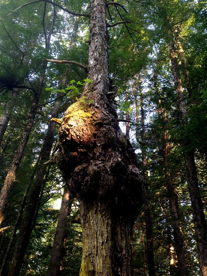 Hemlock-dwarf-mistletoe-bole-infection-Tongass