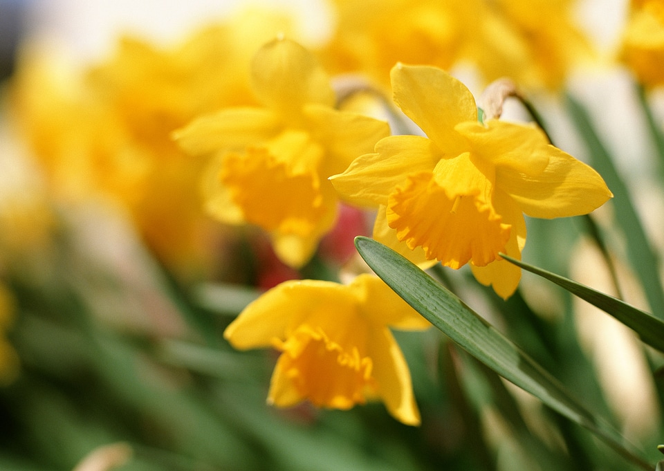 Spring narcissuses on a meadow