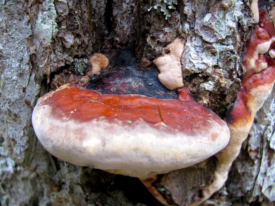 Fomitopsis-pinicola-mounceae-conks-Alaska-4