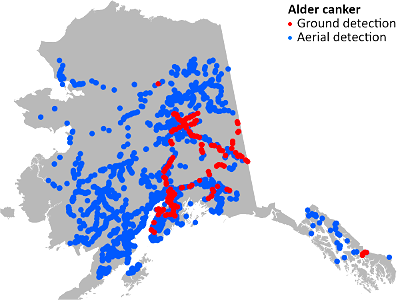 Alder-canker-detection-map-2022-Alaska