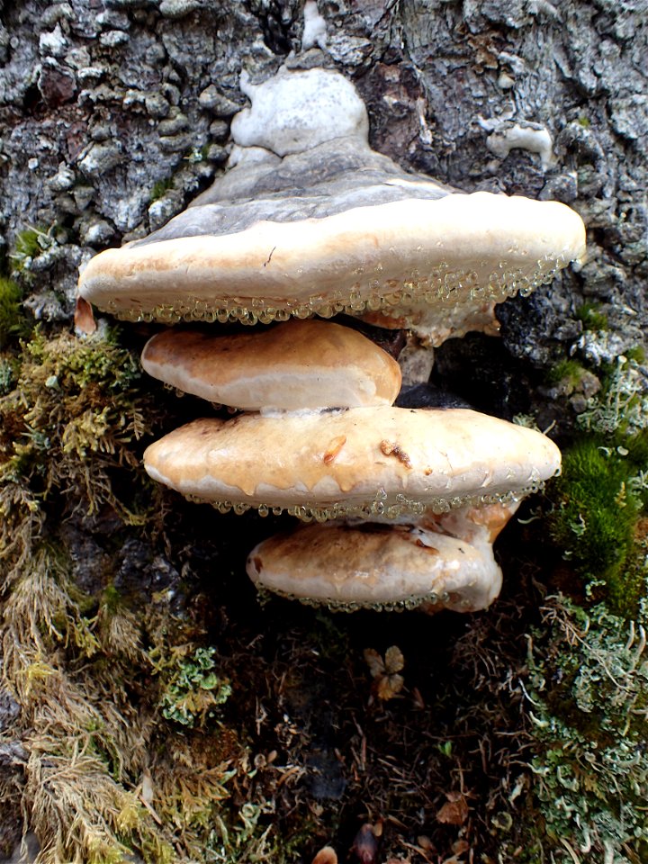 Red-belt-Fomitopsis-pinicola-Parks-Hwy-N-of-Susitna-River-Alaska-5