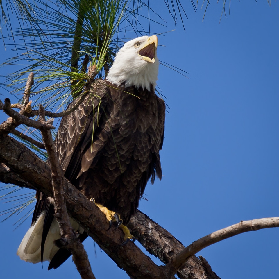 Bald Eagle resting on a perch