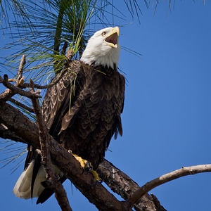 Bald Eagle resting on a perch photo