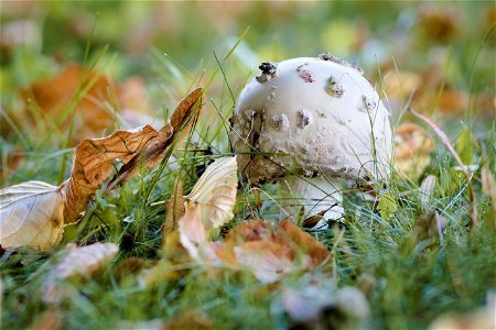 Mushroom & Autumn photo