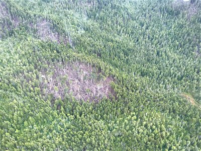 Wind-damage-aerial-detection-survey-2021-Tongass-1 photo