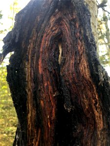 Aspen-target-canker-Alaska-2