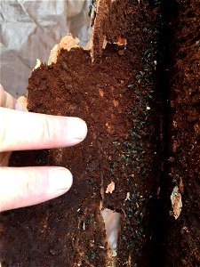 Spruce-beetle-beneath-bark-MatSu-2018-Alaska-1