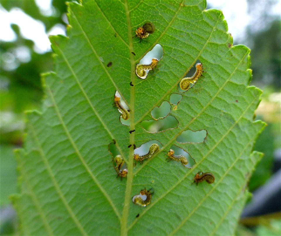 Alder-defoliation-striped-alder-sawfly-Tongass