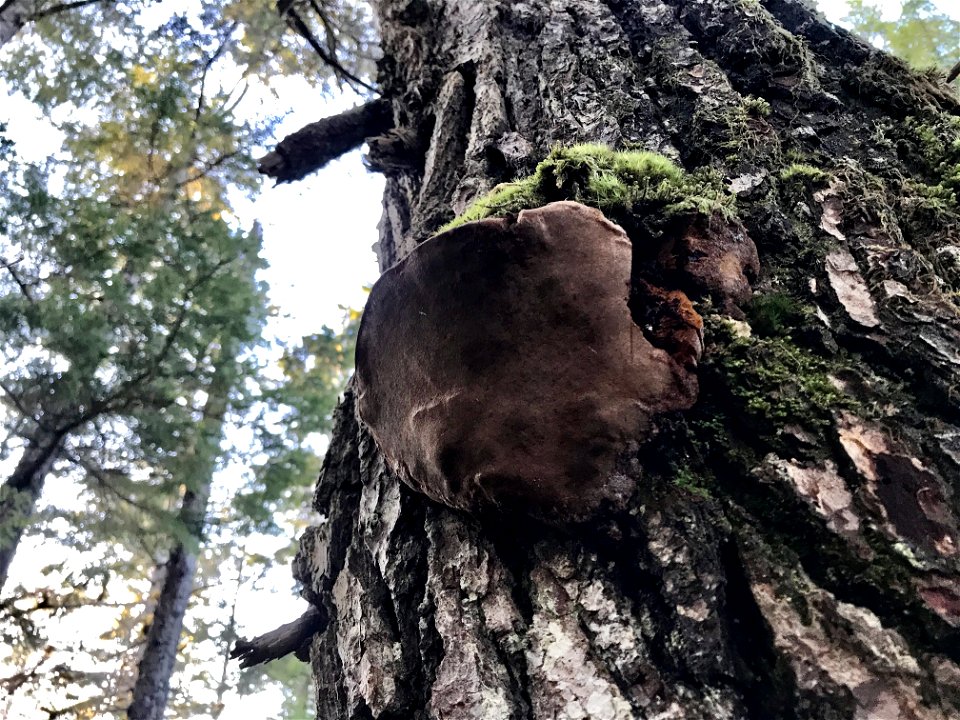 Hartigs-conk-Phellinus-hartigii-w-hemlock-Douglas-Is-Tongass