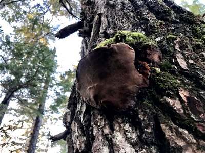 Hartigs-conk-Phellinus-hartigii-w-hemlock-Douglas-Is-Tongass