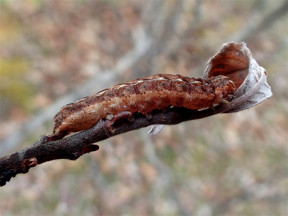 Generalist-defoliators-great-brown-dart-willow-Glacier-Bay-NP-Alaska
