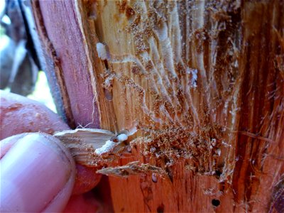 Yellow-cedar-decline-Phloeosinus-larvae-galleries-Tongass-2