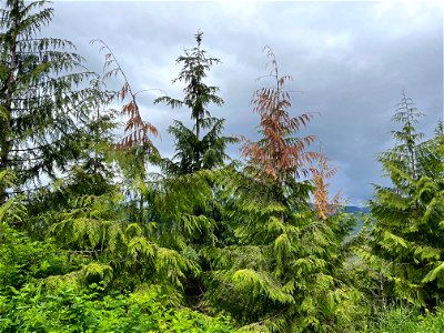 Western-redcedar-with-dead-tops-managed-stand-June-2022-Prince-of-Wales-TongassNF-1