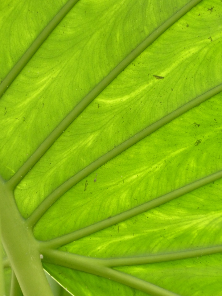 Translucent elephant leaf arrow leaves