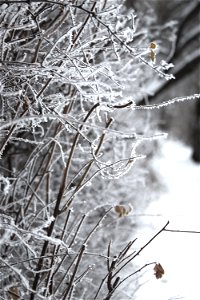 Frozen Branches photo