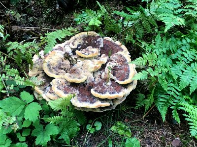 Phaeolus-schweinitzii-velvet-conk-on-roots-Tongass