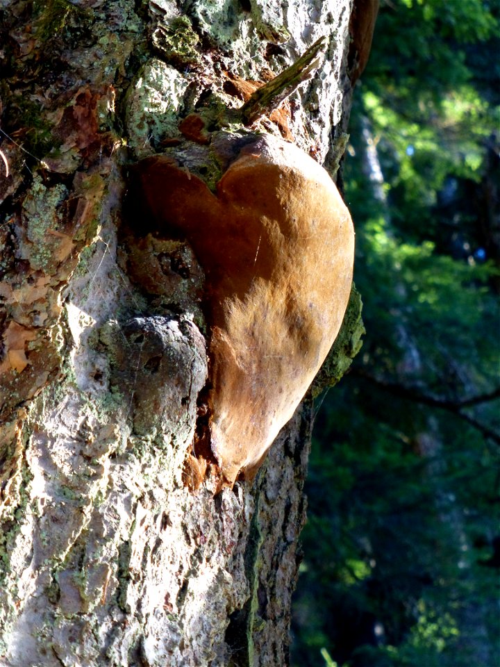 Phellinus-hartigii-conk-Tongass-1