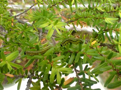 Hemlock-sawfly-larvae-Tongass-6