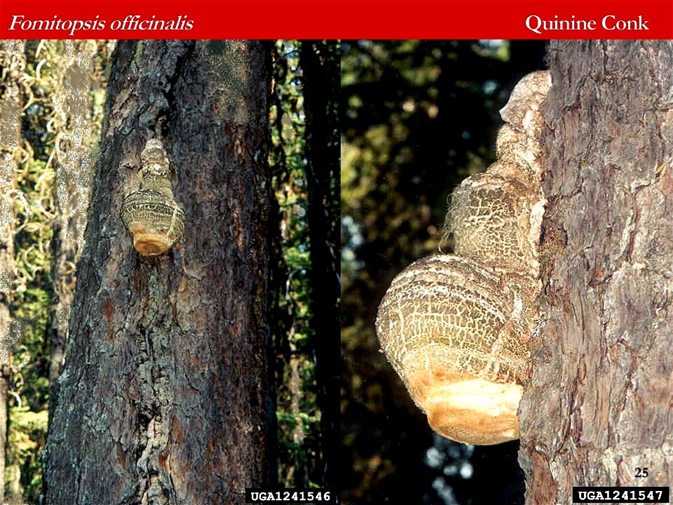 Fomitopsis-officinalis-Laricifomes-identification-aid-Alaska