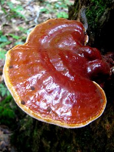 Ganoderma-tsugae-Tongass-1