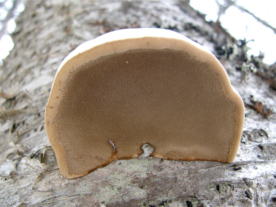 Fomes-fomentarius-near-Anchorage-Alaska-2