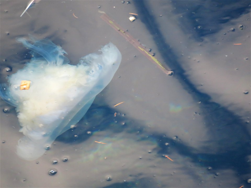 Jellyfish at Victoria Breakwater