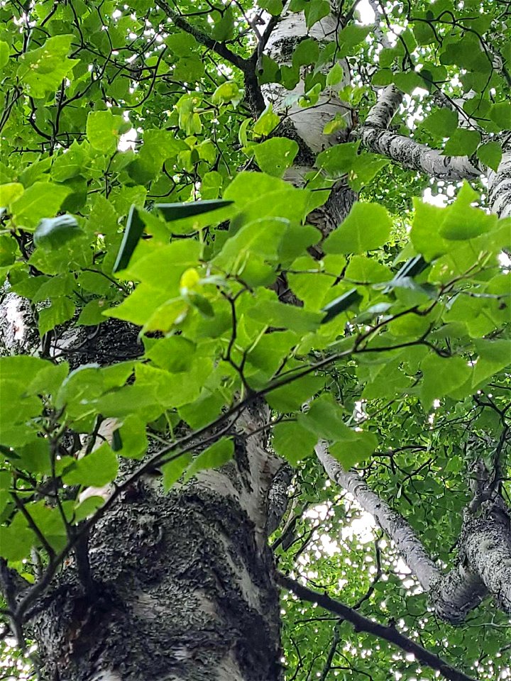 Birch-leafroller-tree-crown-Alaska