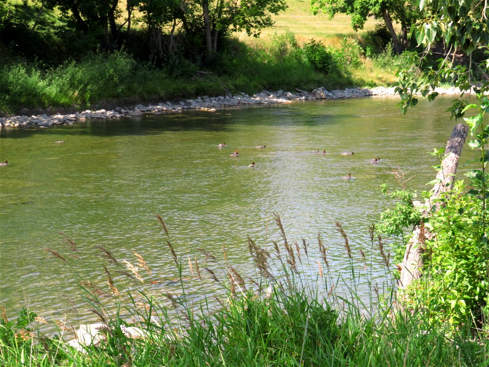 Twelve Ducks Floating Down A Green River