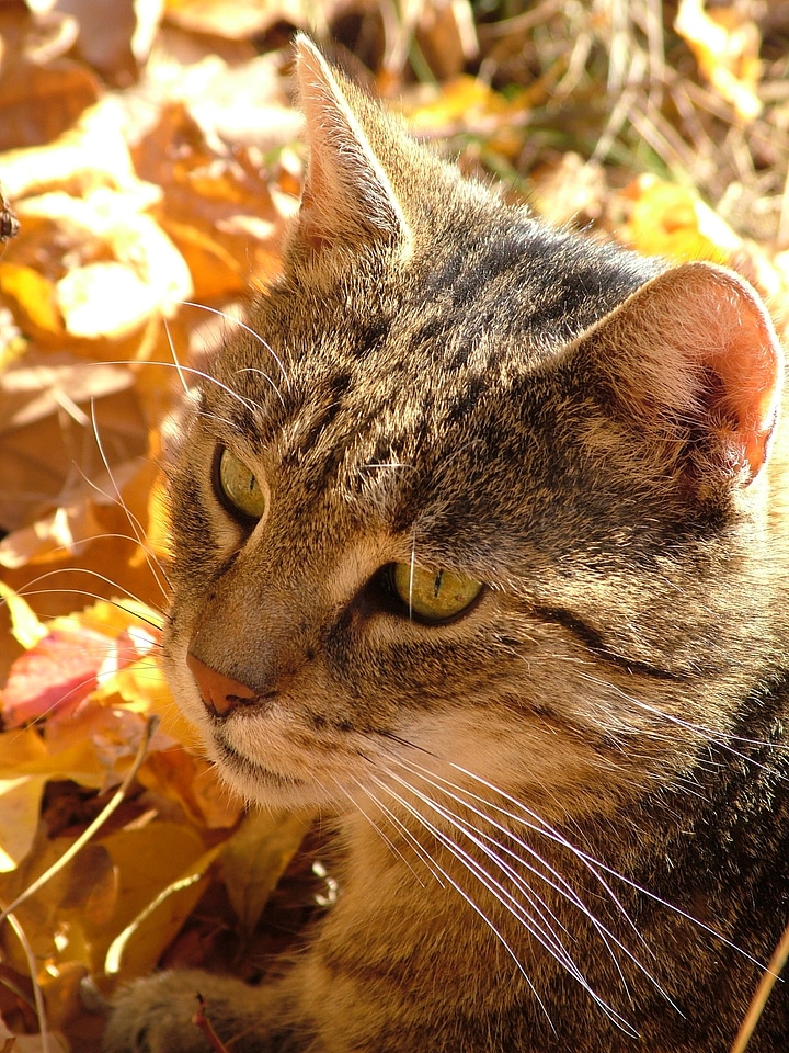 Animal cat face head photo