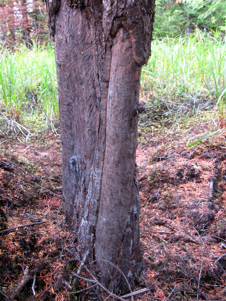 Beaver-damage-shore-pine-Tongass