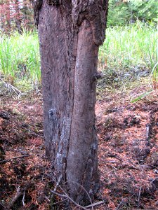 Beaver-damage-shore-pine-Tongass photo
