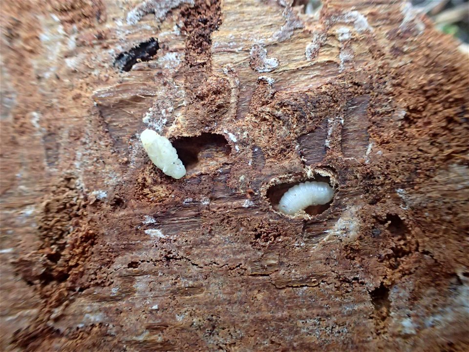 Spruce-beetle-pupa-and-larva-Alaska