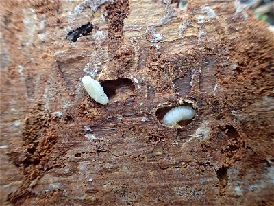 Spruce-beetle-pupa-and-larva-Alaska