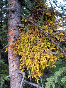 Spruce-broom-rust-Alaska-4