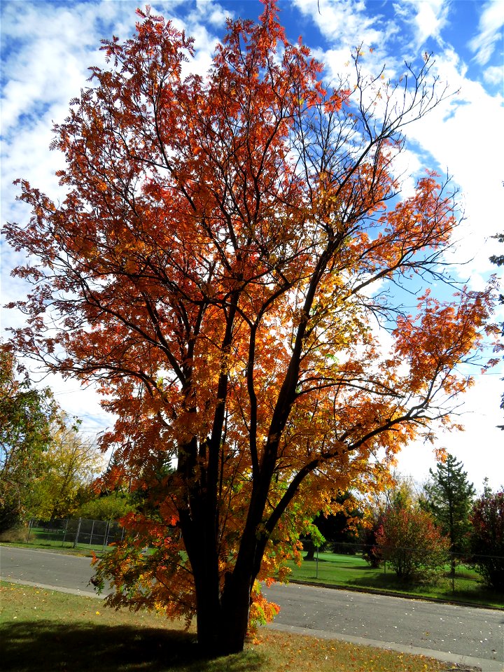 Autumn Ash Tree