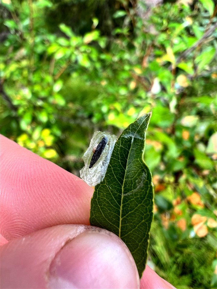 Willow-leafblotch-miner-pupa-Alaska