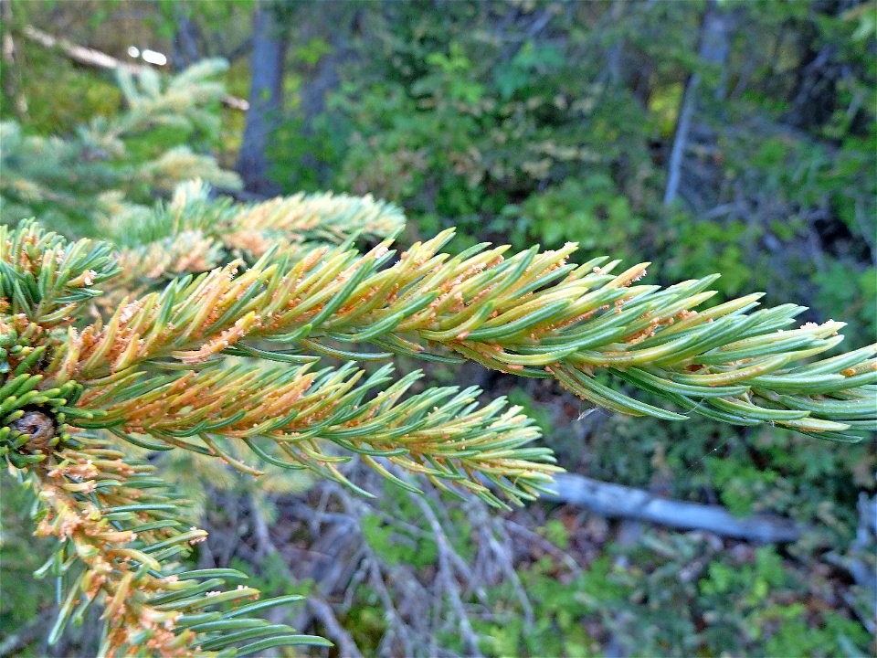Spruce-needle-rust-infected-foliage-LakeClark-NP-Alaska