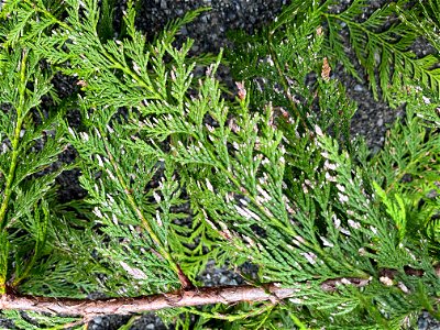 Cedar-leaf-blight-western-redcedar-Prince-of-Wales-Island-2022-TongassNF-1