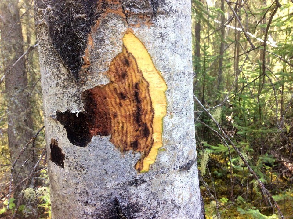 Aspen-running-canker-bark-removed-Interior-Alaska-1