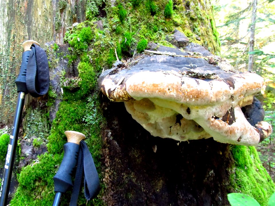 Fomitopsis-pinicola-ochracea-conks-Alaska-7