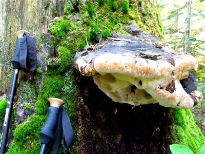 Fomitopsis-pinicola-ochracea-conks-Alaska-7