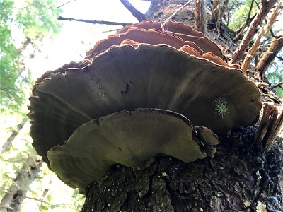 Fresh-velvet-top-fungus-Phaeolus-schweinitzii-from-below-TongassNF
