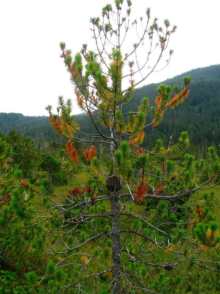Western-gall-rust-topkill-Hoonah-Chichagof-Island-Tongass