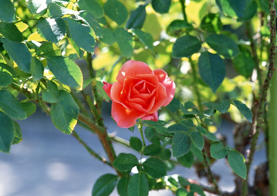 Details of a blossoming camellia branch in spring.