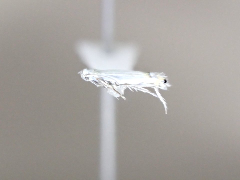 Aspen-leafminer-pinned-moth-Alaska-1
