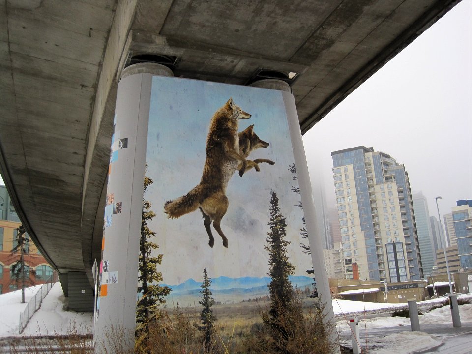 Flying Coyote Street Art